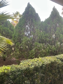 No Pool View only trees