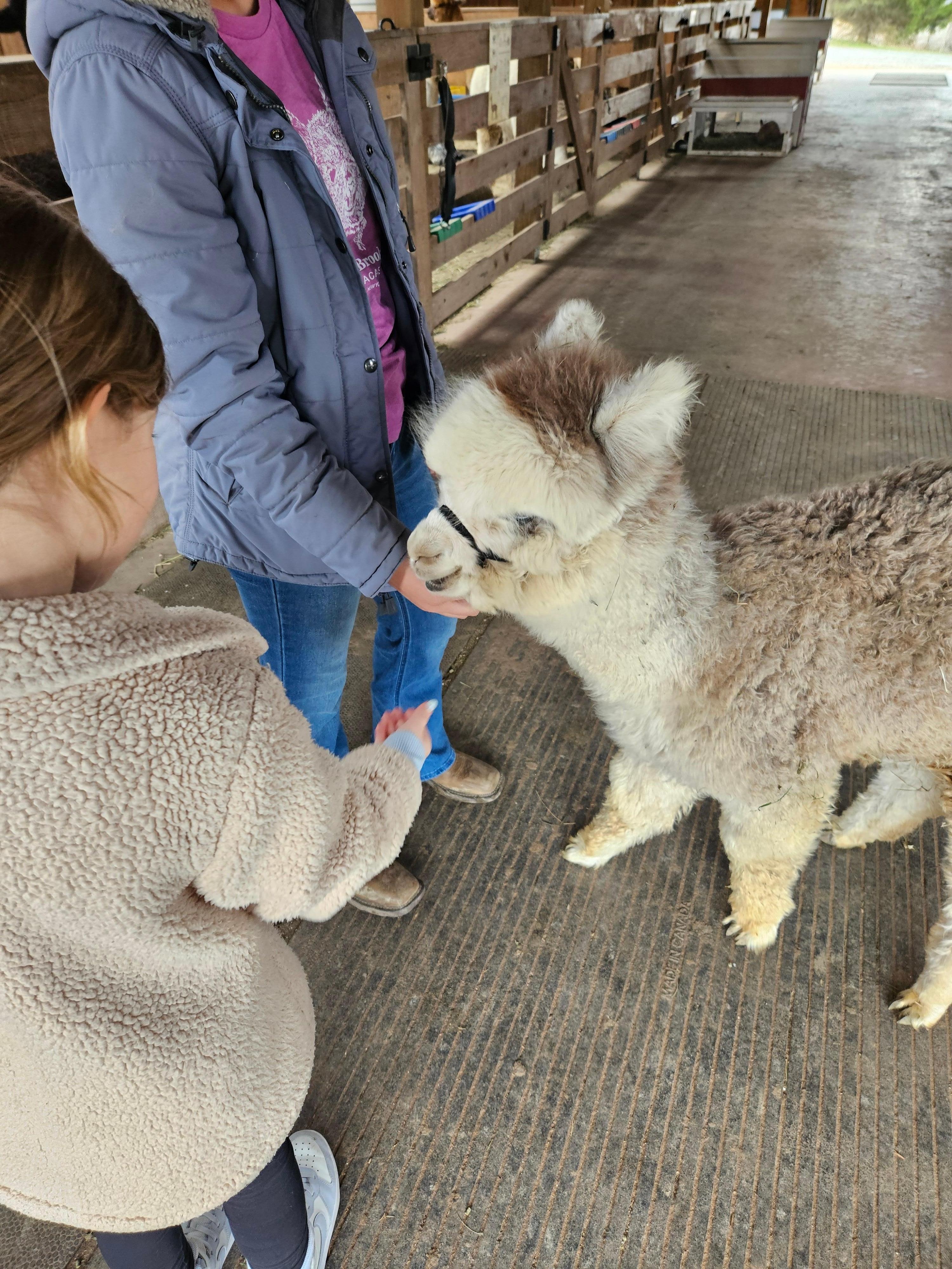 Buck Brook Alpaca farm tour
