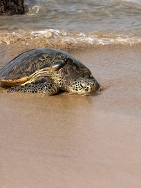 This beauty crawled up right out of the ocean