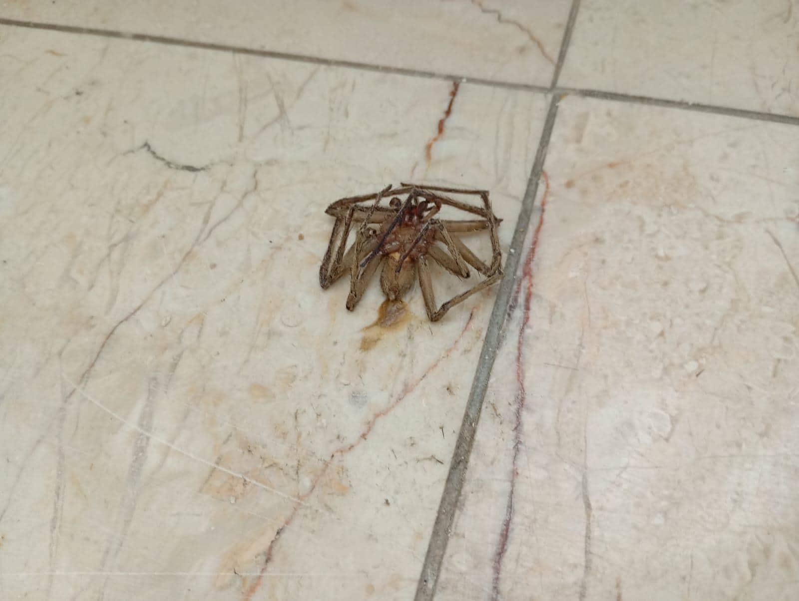 The large spider I encounter. I killed it 