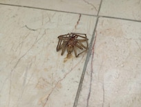 The large spider I encounter. I killed it