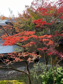 部屋からの紅葉