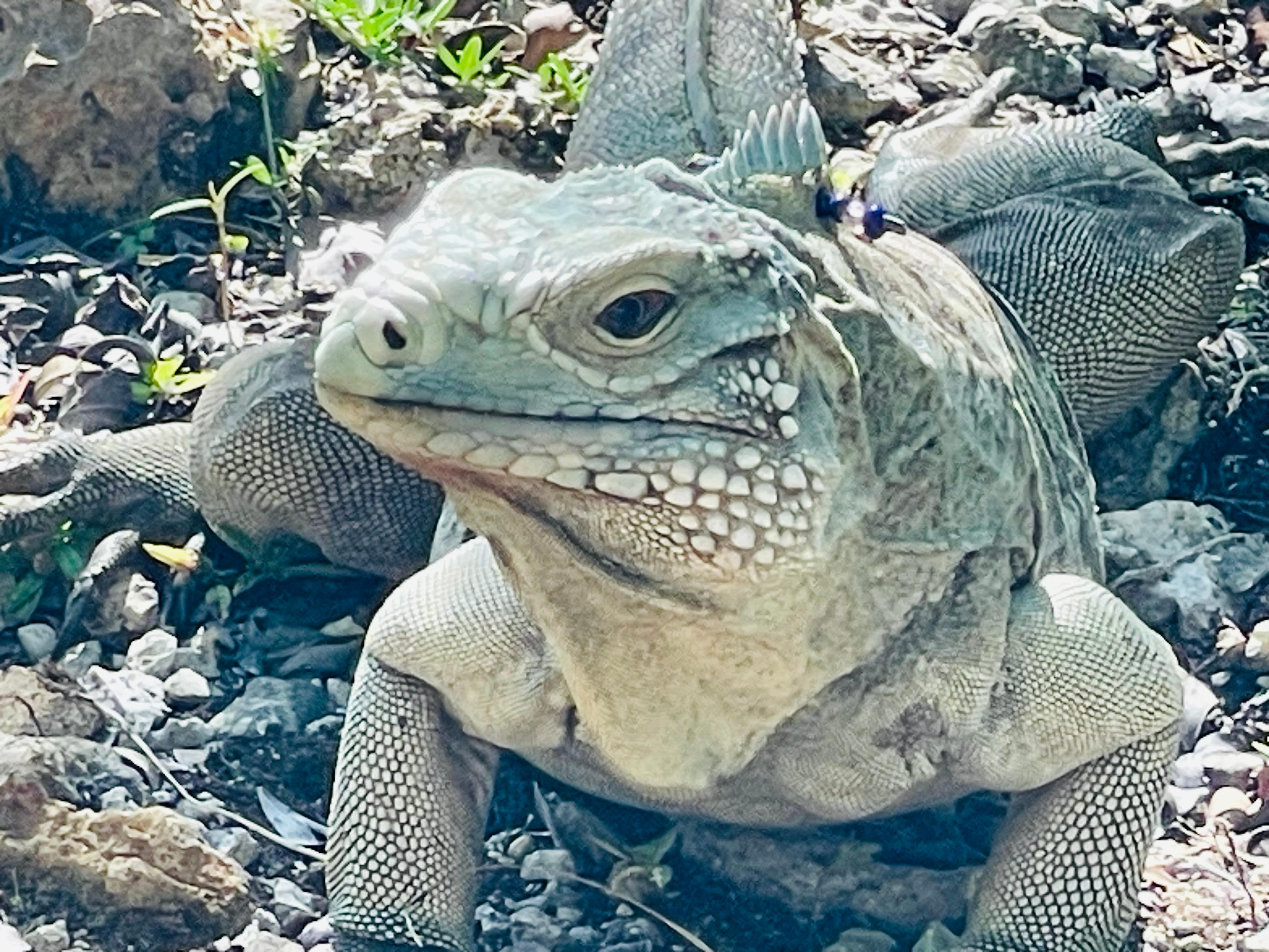 Iguana on trail