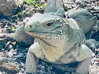 Iguana on trail