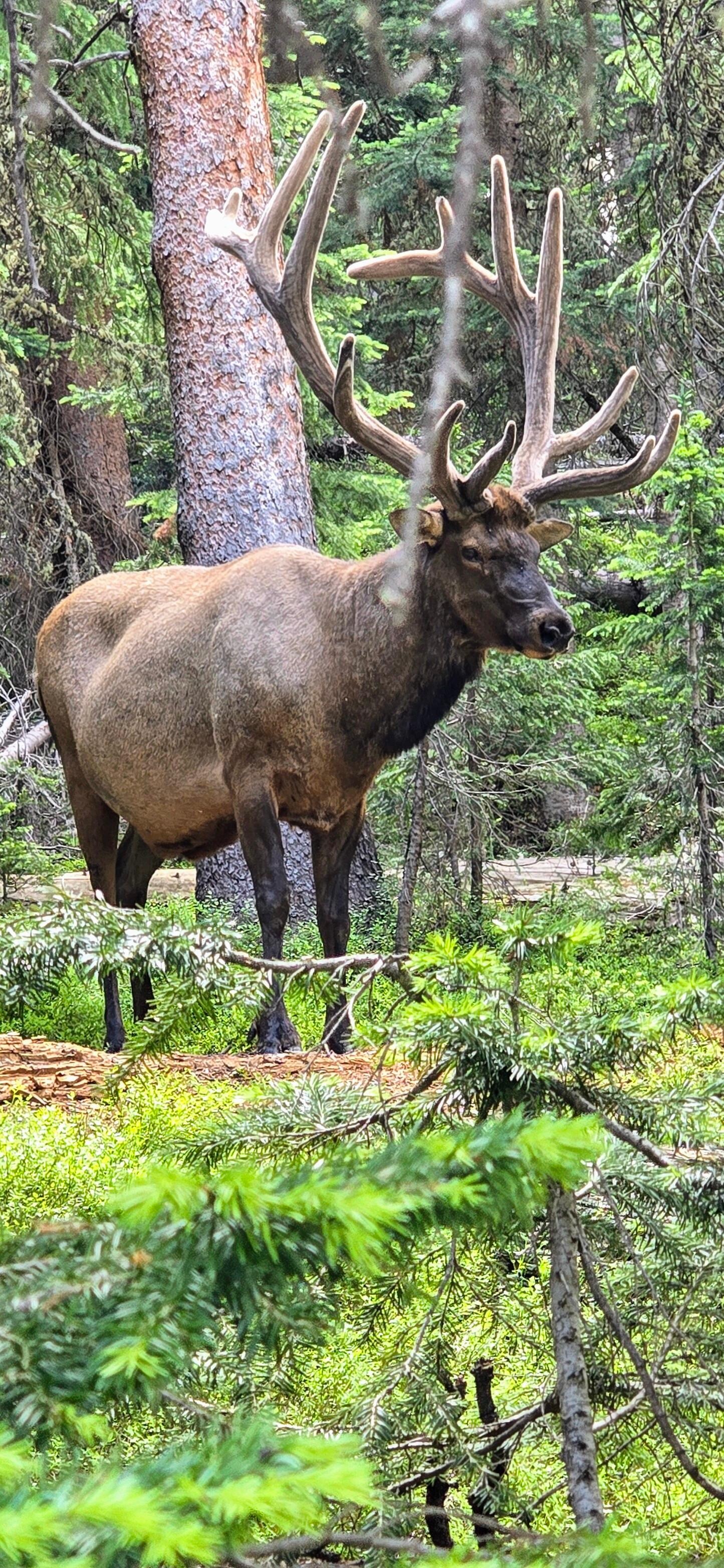 Elk 10ft from us in Rocky Mountain National Park 