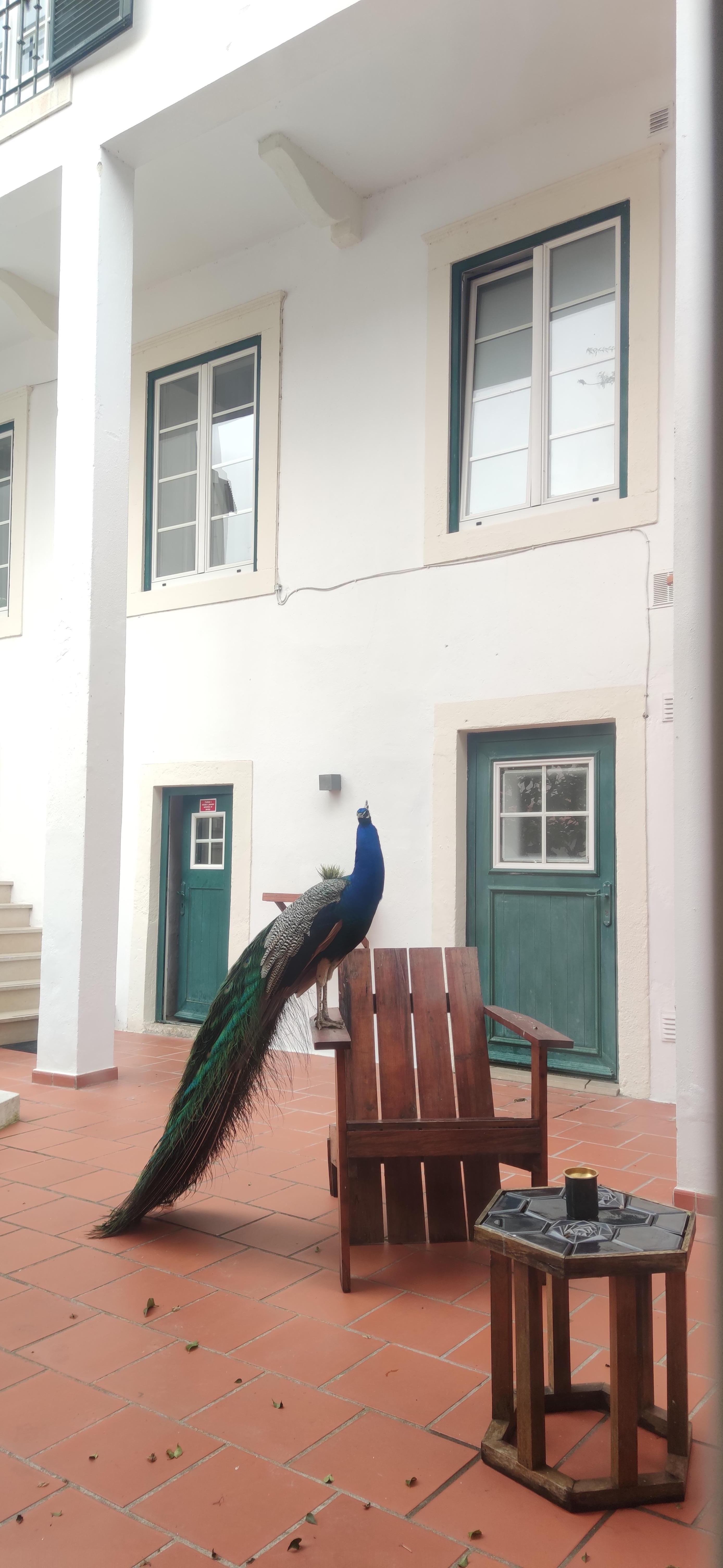 Patio precioso con la visita diaria de los pavos