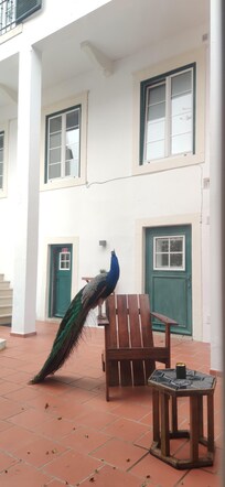 Patio precioso con la visita diaria de los pavos