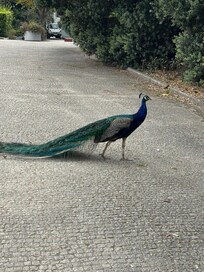 Animals roaming the park