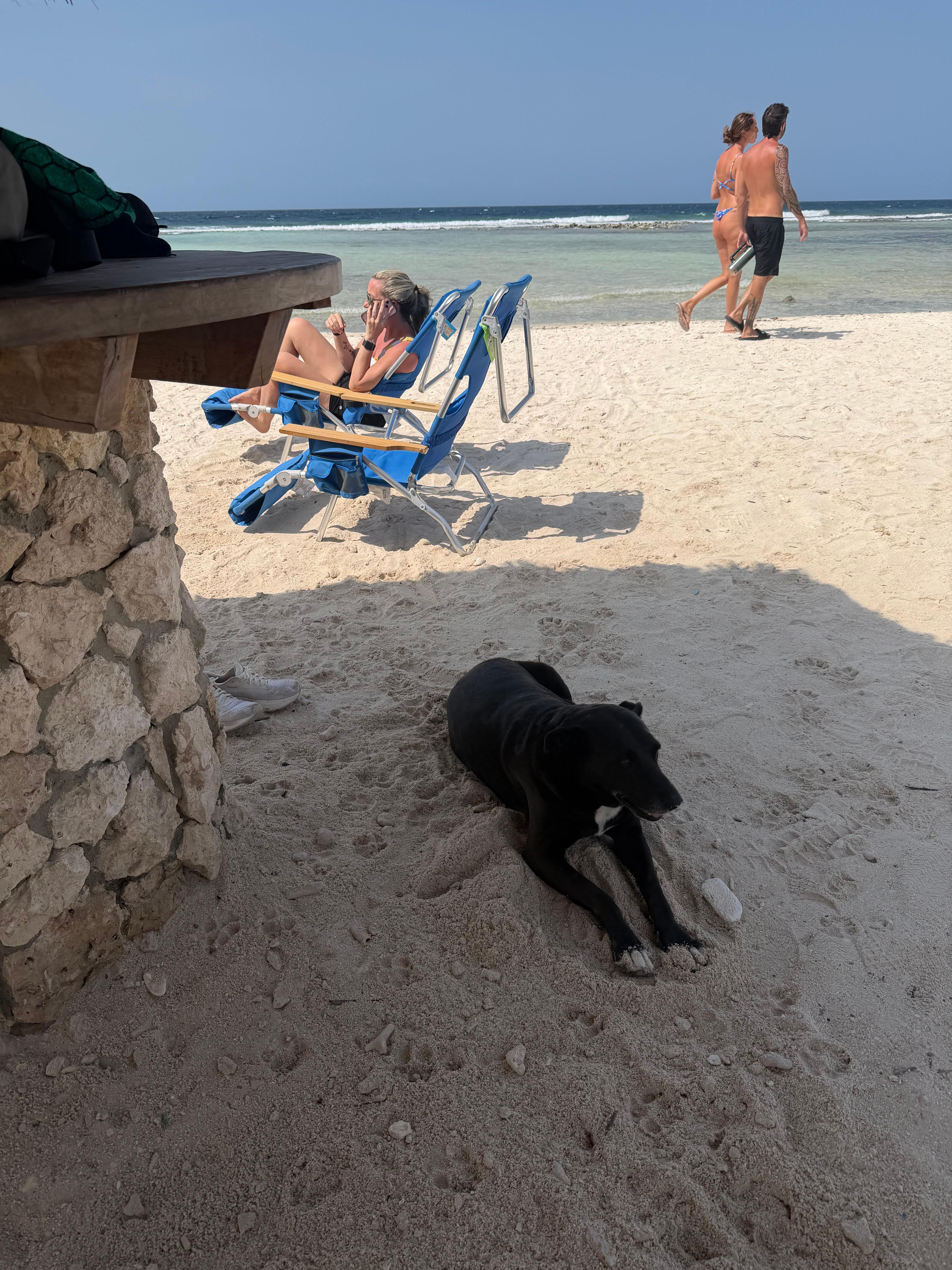 Local dogs are so friendly!