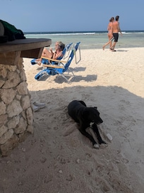 Local dogs are so friendly!
