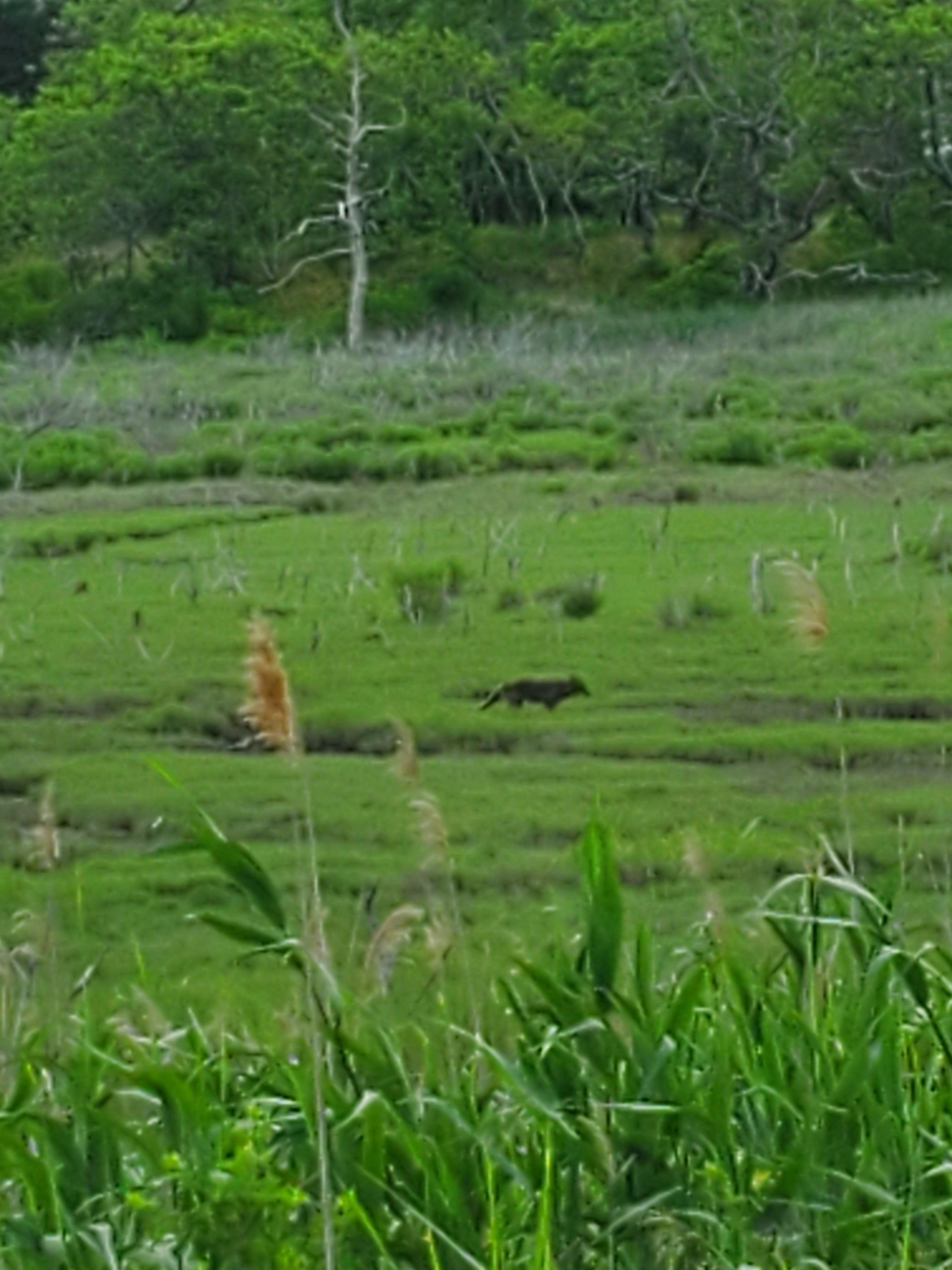 Coyote on the marsh