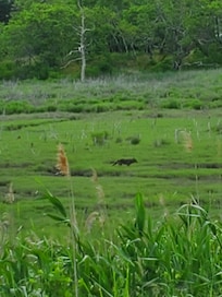 Coyote on the marsh