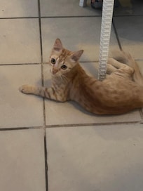 Cats of Malta visit