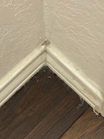Dirty and bugs