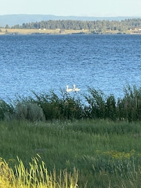 White pelicans we saw on the lake from the deck.