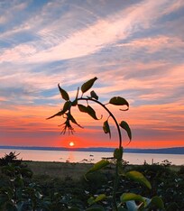 Sunset from the back patio!