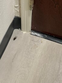 Dead bugs at the door.