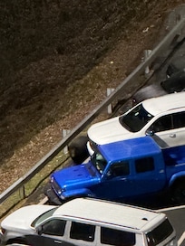 A friendly bear wandering the parking lot