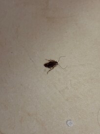 Cockroach found in the bathroom