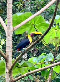 Toucan right outside patio tree.