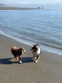 Pups at Moonstone