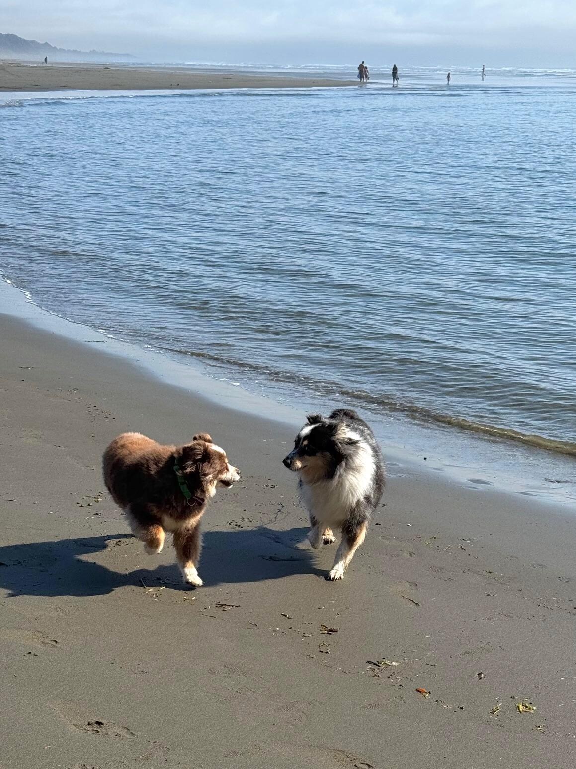 Pups at Moonstone