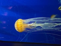 Georgia Aquarium