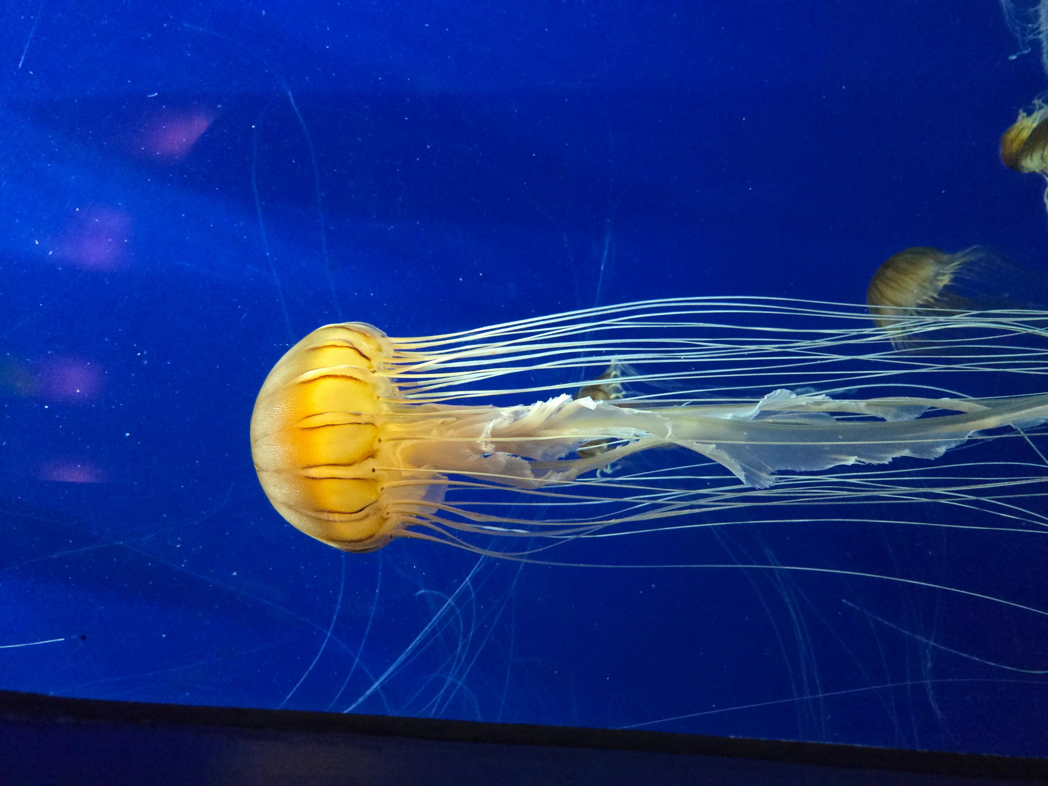 Georgia Aquarium 