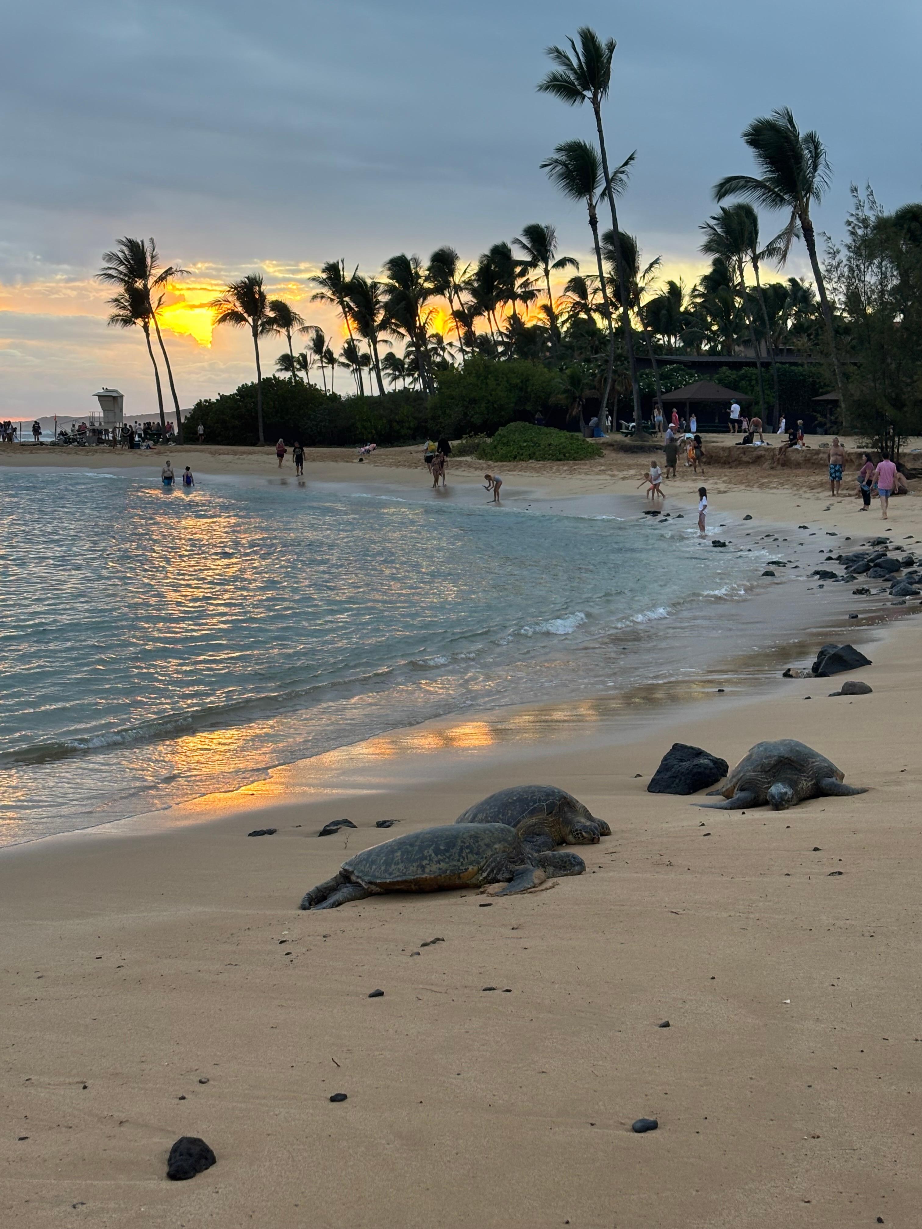 Turtles coming in at Poipu beach