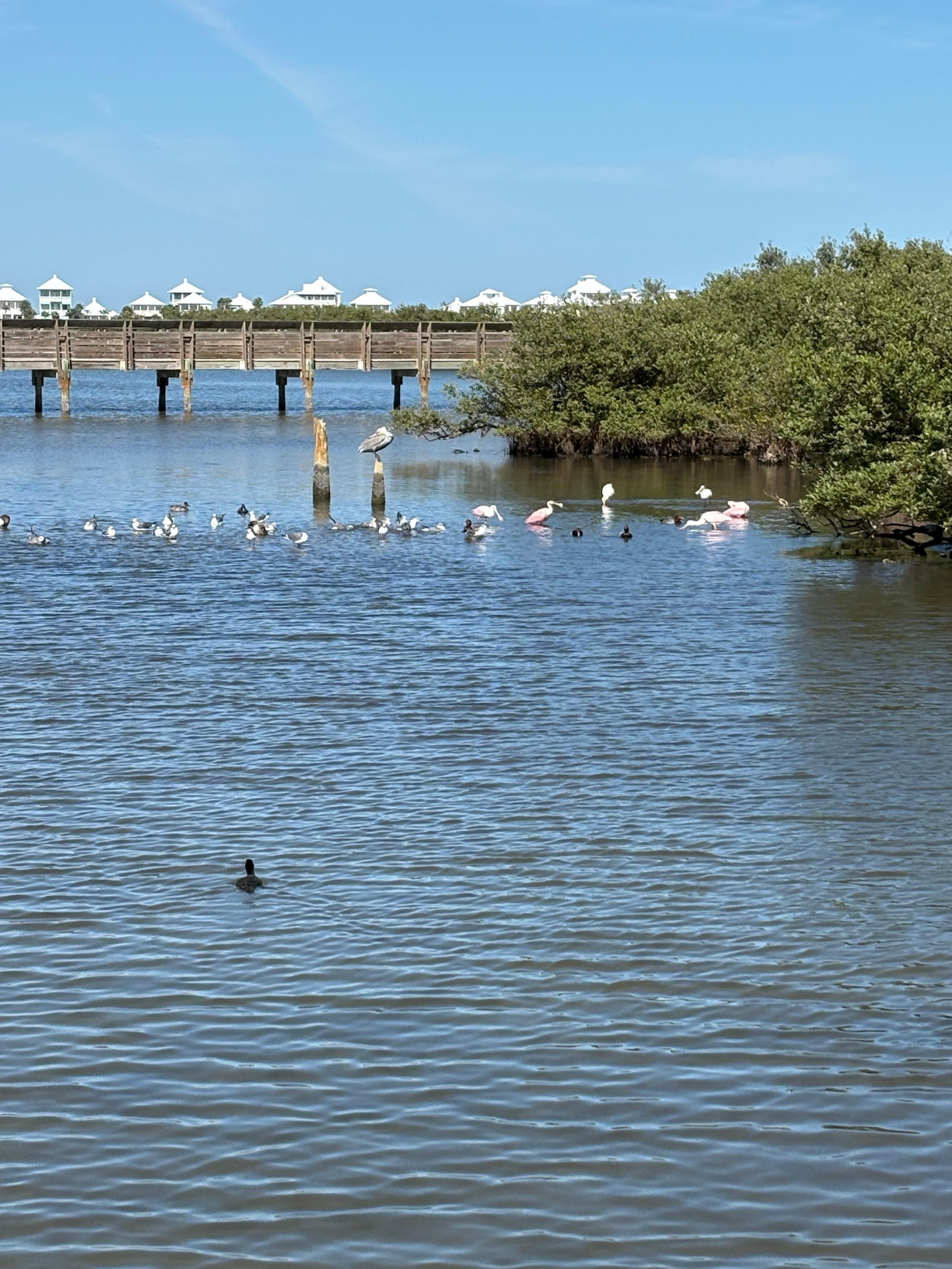 Birding and nature center boardwalk