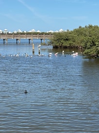 Birding and nature center boardwalk