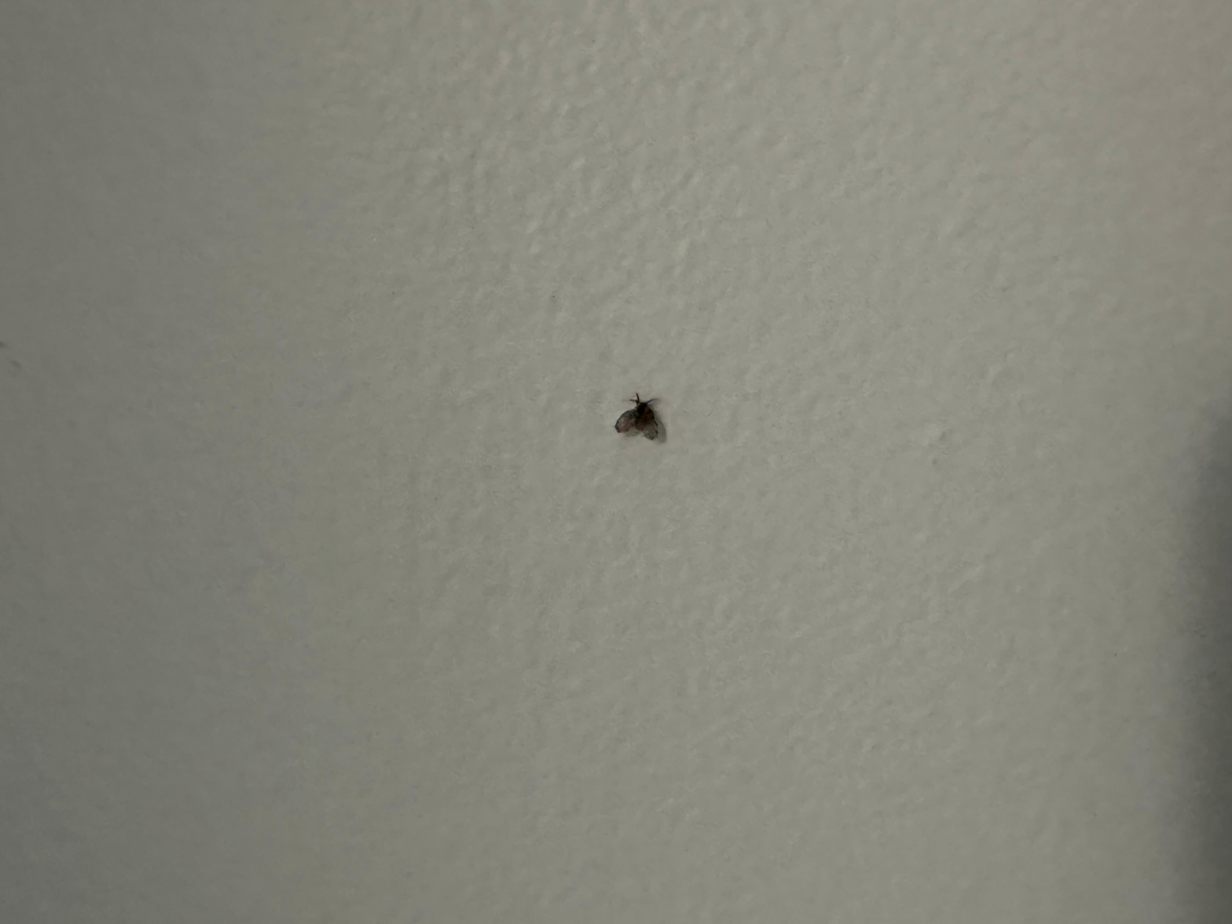Sewer bugs flying everywhere!