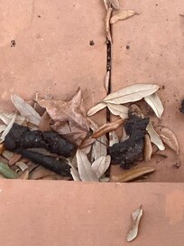 Feces on porch