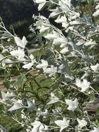 I loved how the leaves sparkle in the sun!