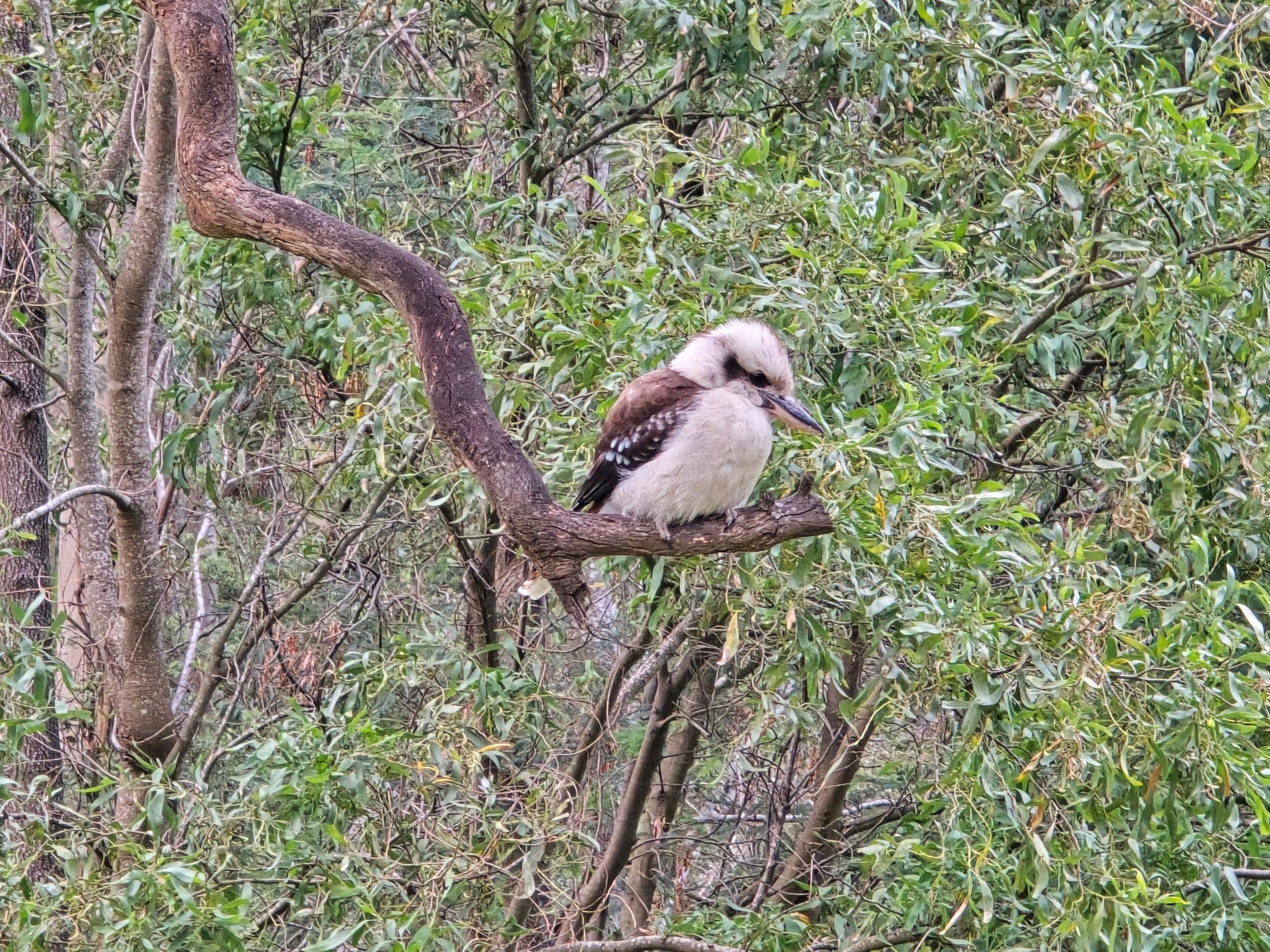 Kookaburra by the rover