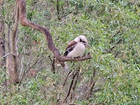 Kookaburra by the rover