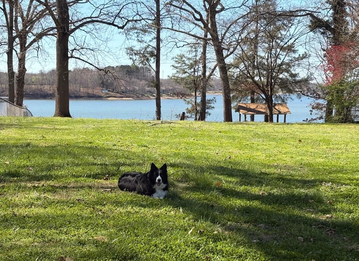 Our border collies had a good vacation too in the large fenced yard! 