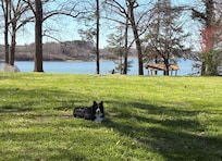 Our border collies had a good vacation too in the large fenced yard!