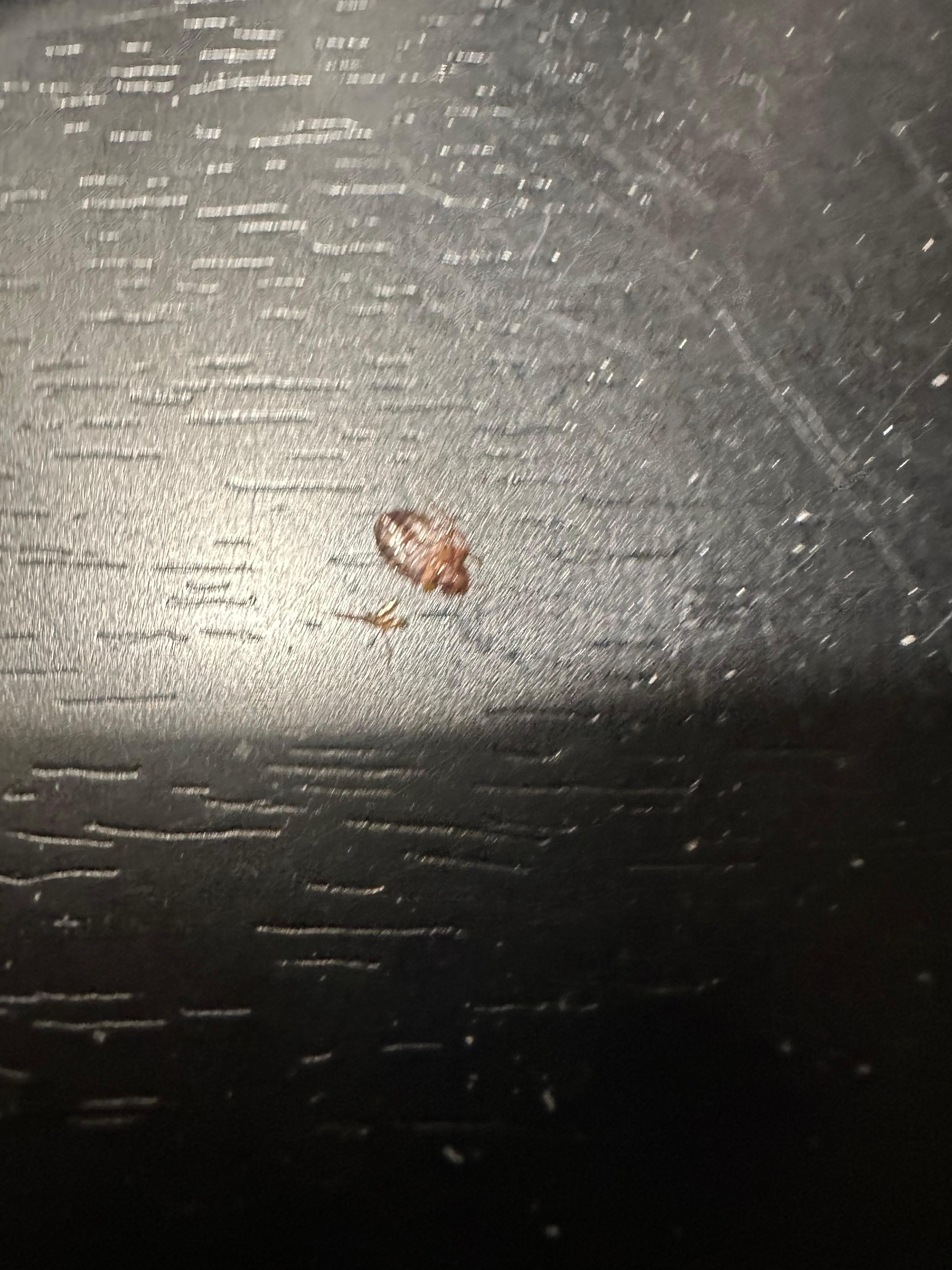 My wife felt something crawling on her around 2:00 A.M. When I turned the light on a bed bug was crawling on her arm!! We couldn’t sleep in the bed. This ruined what I thought was a great experience.
