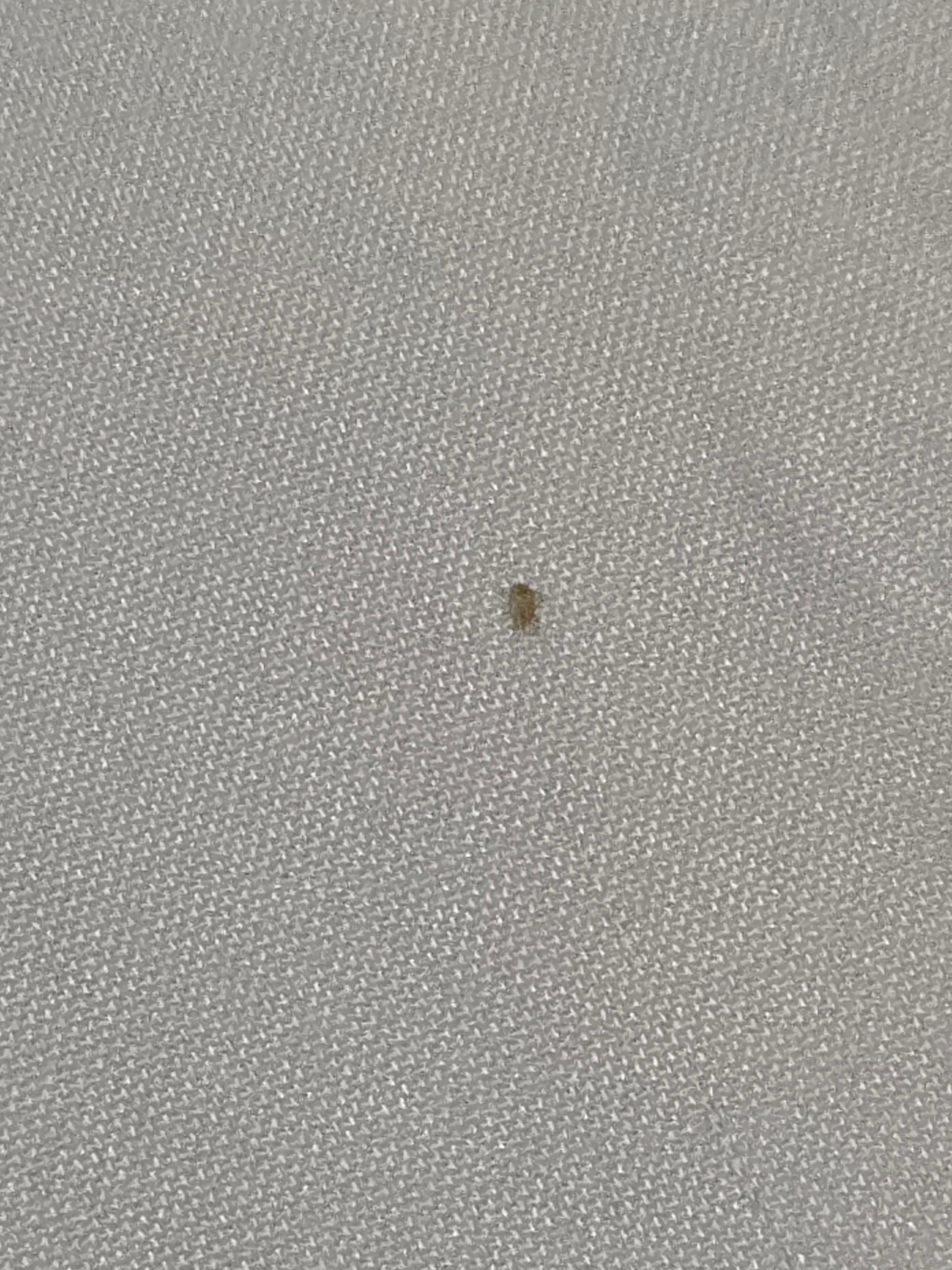 Bed bug on mattress linen