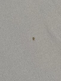 Bed bug on mattress linen