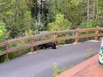 A bear walking up the driveway one morning of our stay.