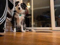 My dog enjoyed family time too.