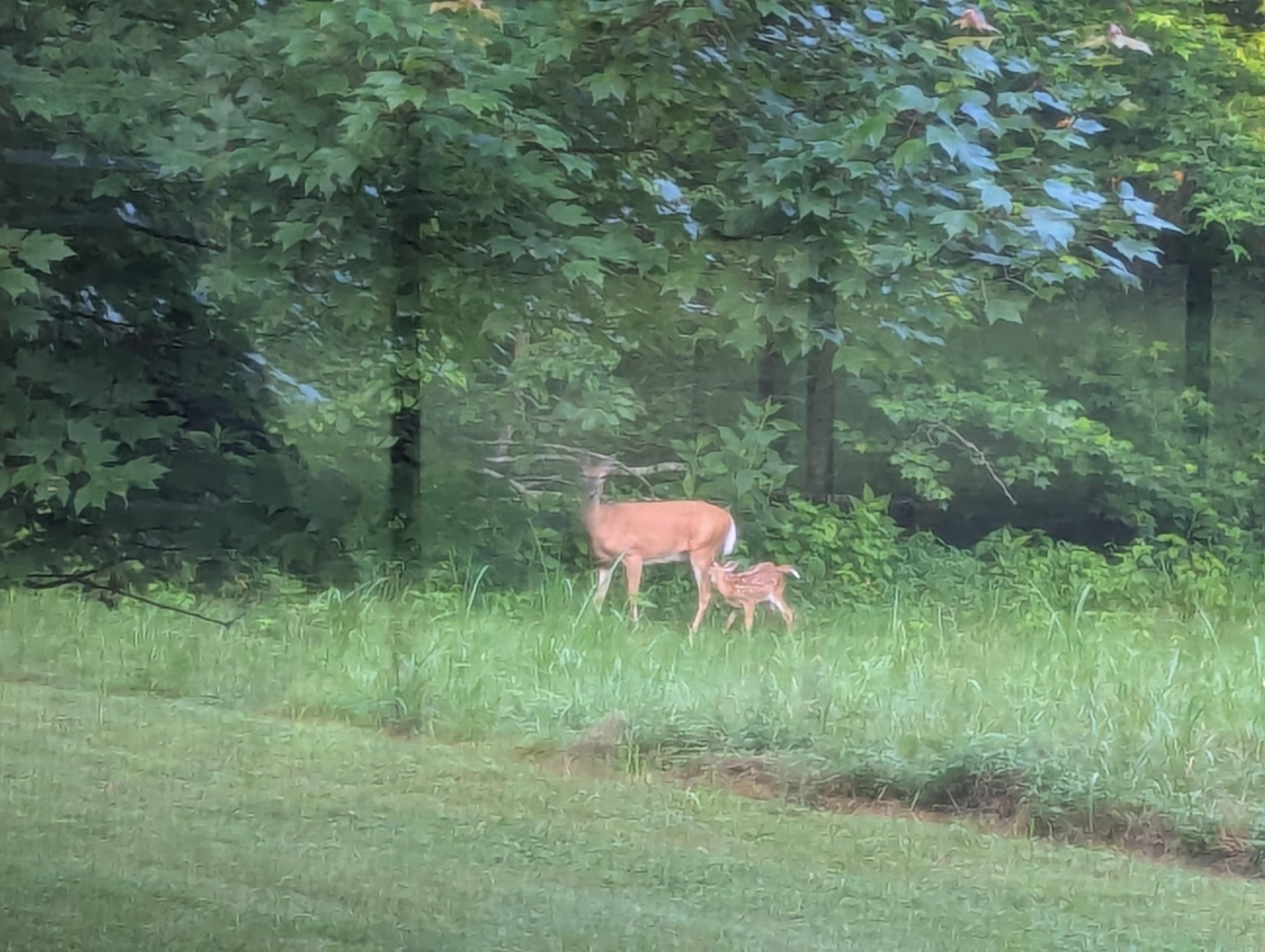 This little mama showed off her baby during our morning coffee. 
