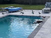 Backyard visitors