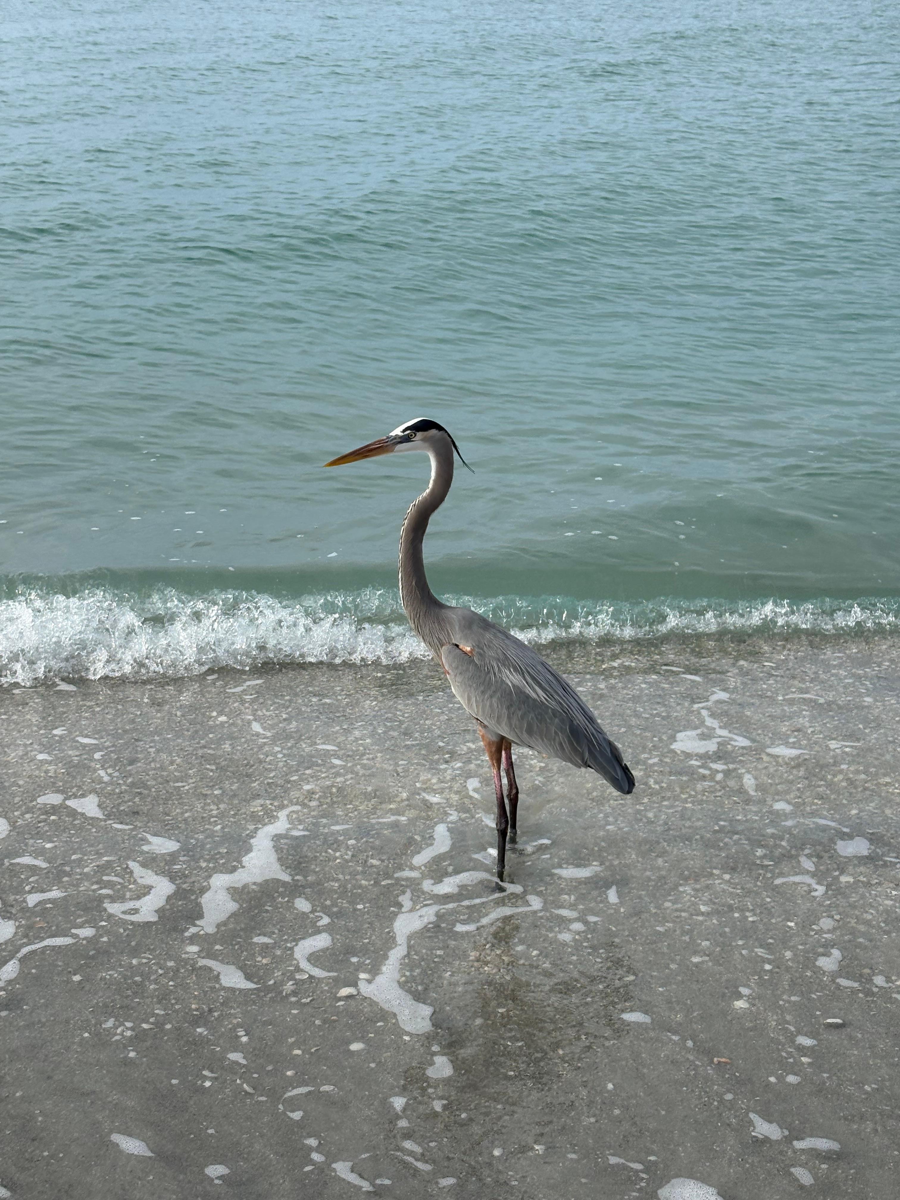 Beach watcher!