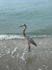 Beach watcher!