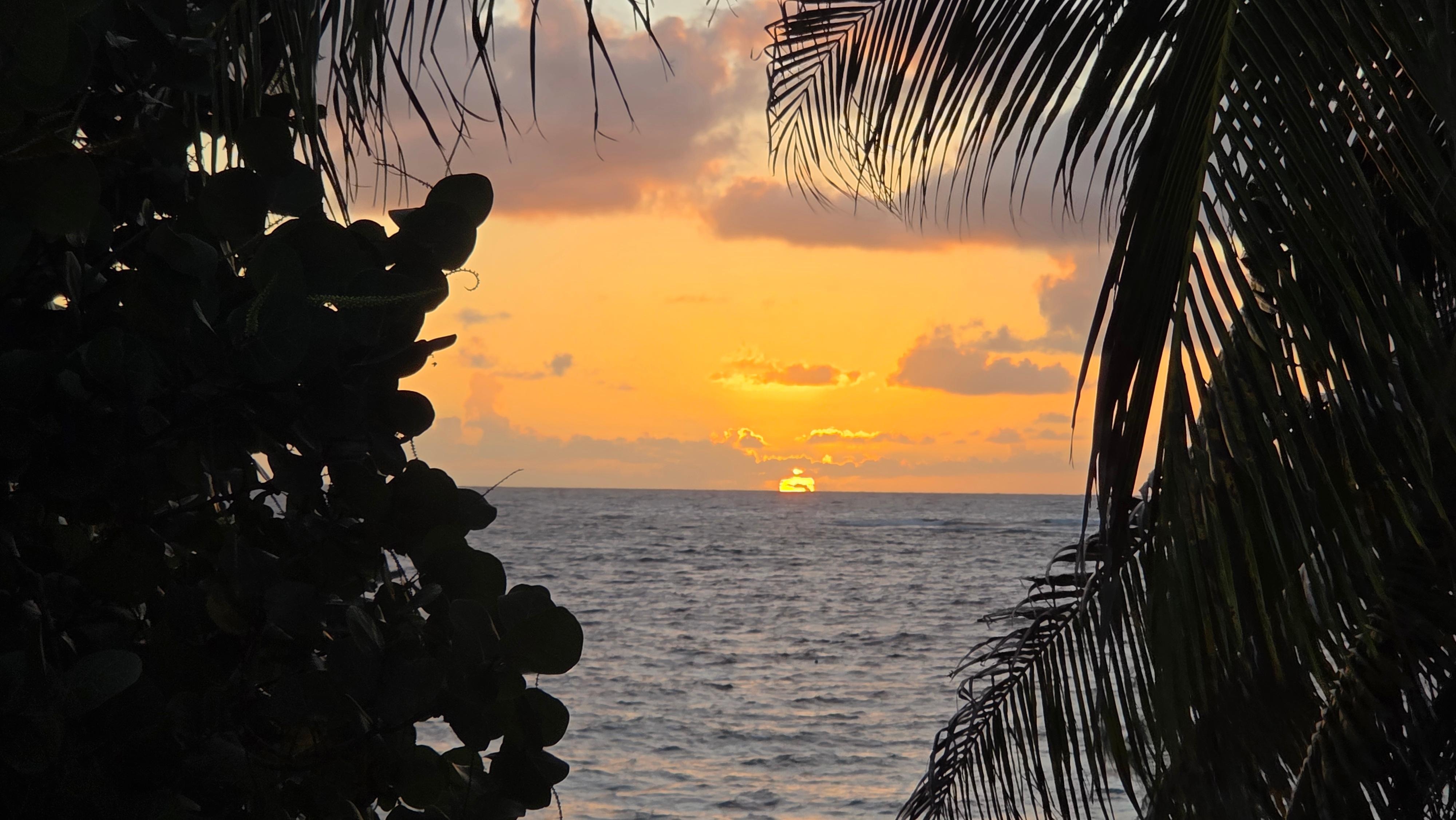 Sunrise through the palms