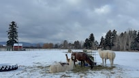 Llamas