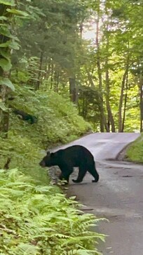 Saw a bear on the Roaring Fork Motor Trail